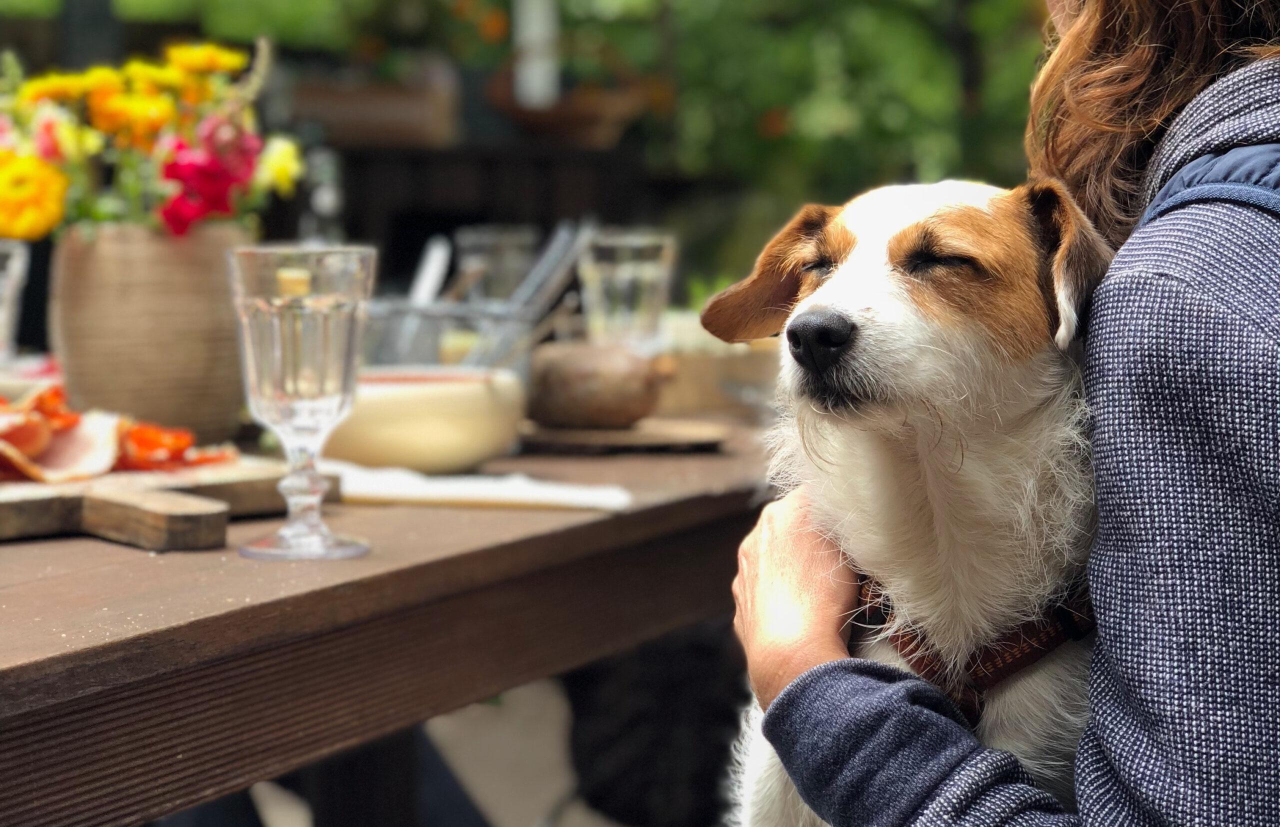 Should you take your nervous dog to a dog friendly place? - Dog Furiendly