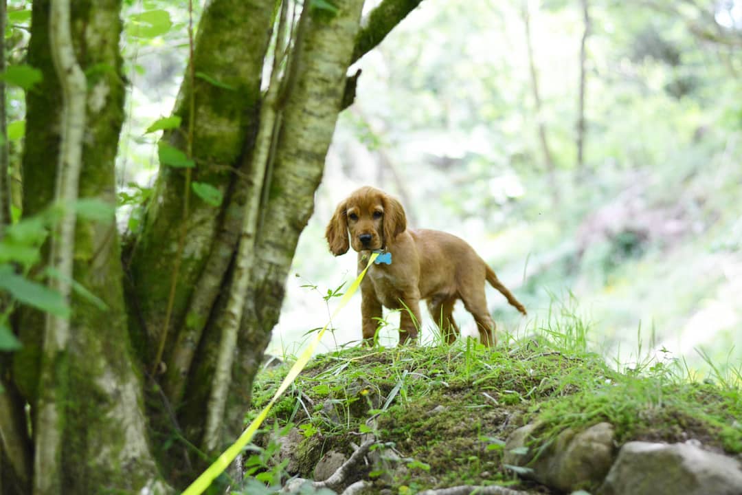 Why Archie the Cocker Spaniel loves Garwnant Visitor Centre