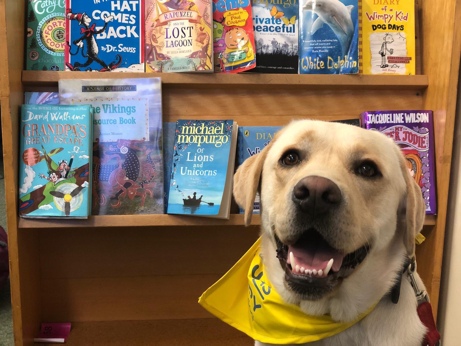 Arlo's Experience on Becoming a Therapy Dog - Dog Furiendly