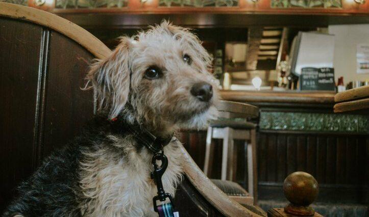 Dog Friendly Bakewell