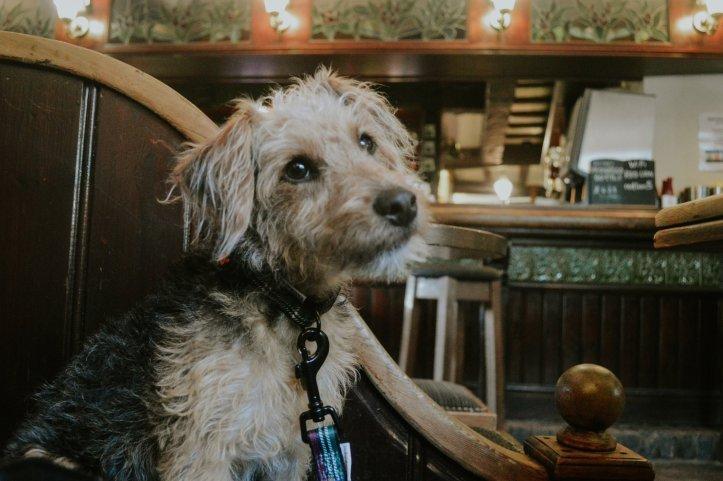 Dog Friendly Bakewell