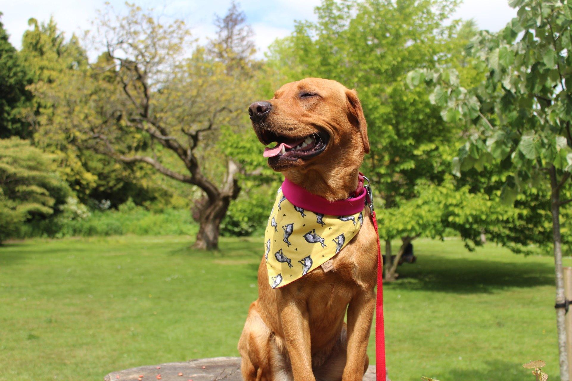 How to Upcycle and Create Your Own Pooch Bandana - Dog Furiendly