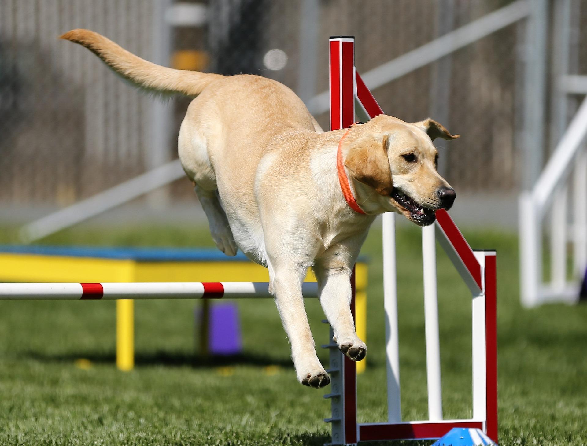 Olympic Canine Games