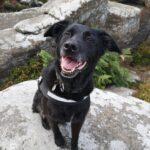A Right Yorkshire Ramble - Dog Furiendly