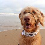 Duchess' Five Favourite Dog Friendly Beaches in Norfolk - Dog Furiendly