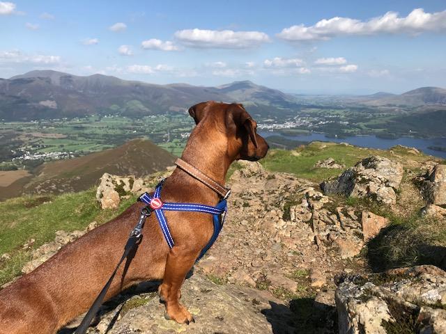 Dog Friendly Adventures in the Northern Lake District