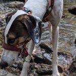 Abergele Dog Walk - Dobby the Wanderer - Dog Furiendly