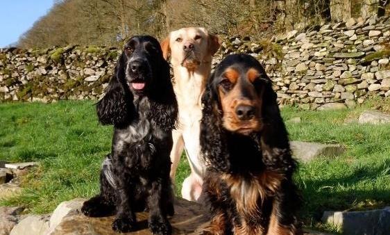 Our Holiday in Thornyfield Barn – Lake District - Dog Furiendly