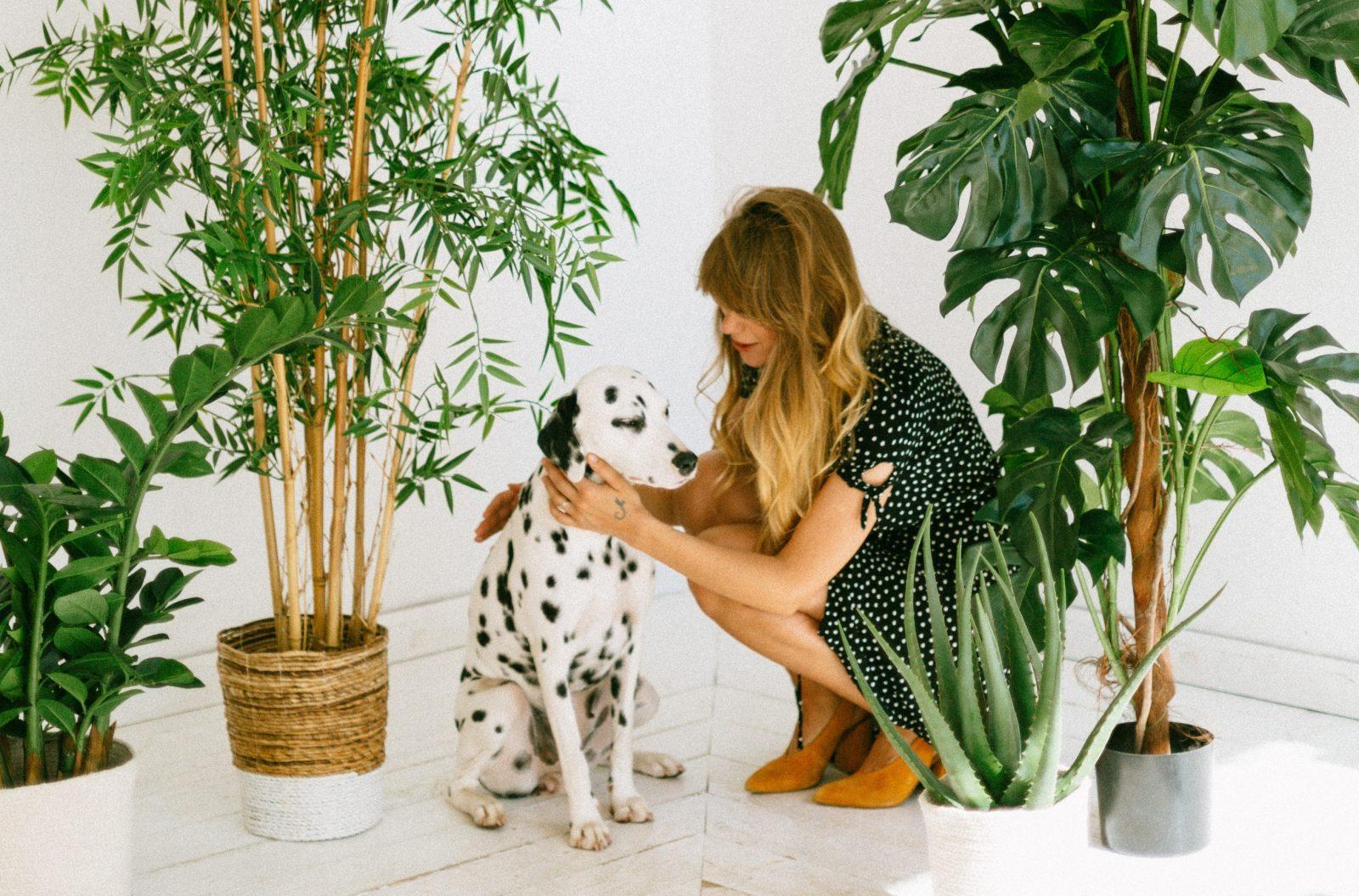 Dalmatians are adorable and one of the most loved dog breeds