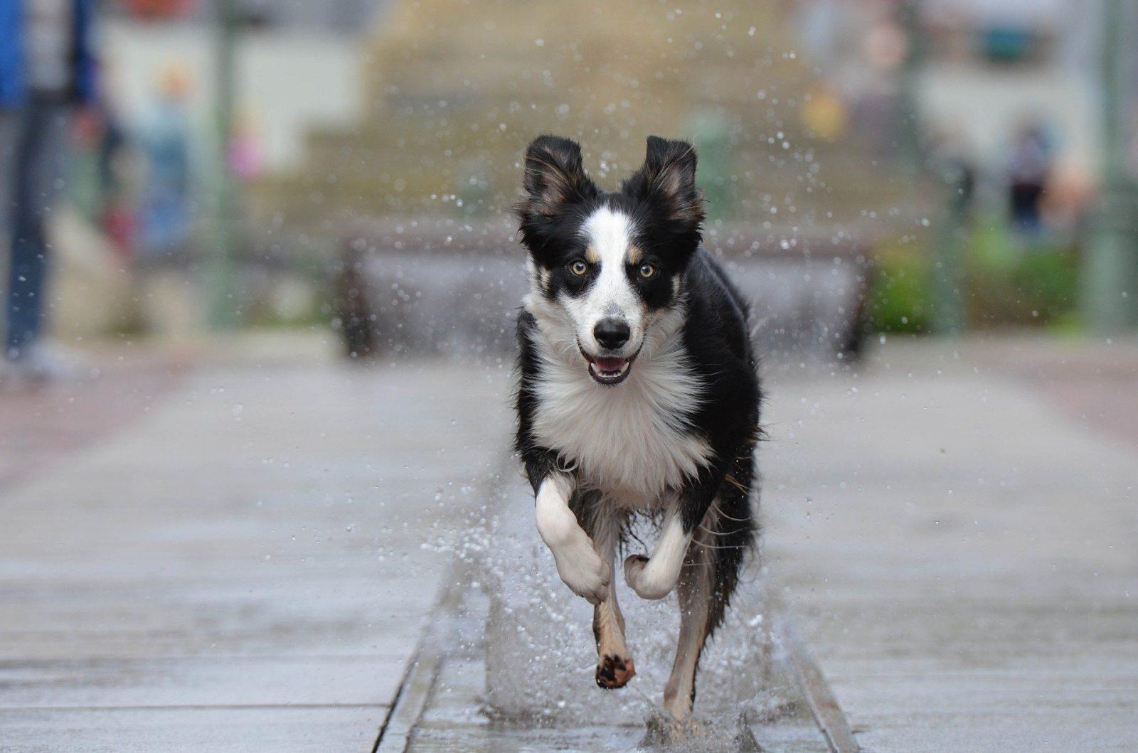 Our Guide to Dog Friendly Edinburgh City Centre