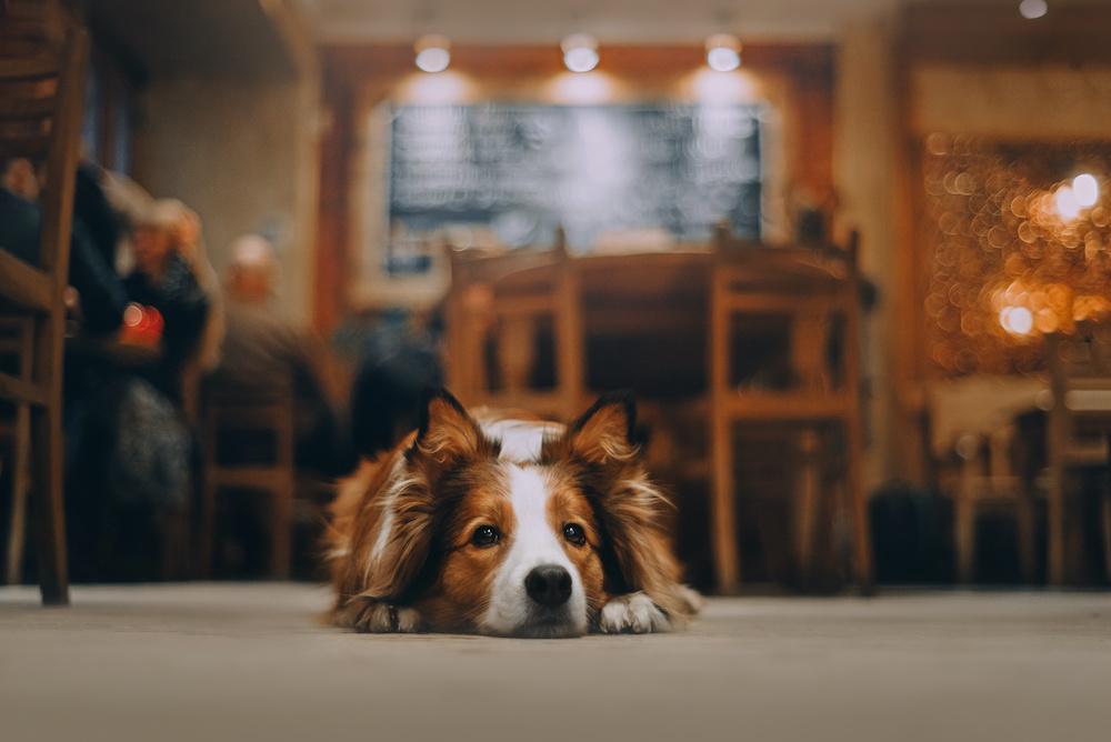 National Dog Friendly Day