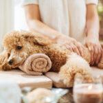 a dog happily receiving a massage