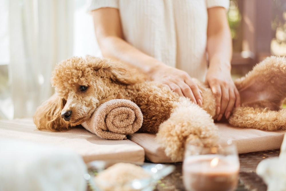 a dog happily receiving a massage