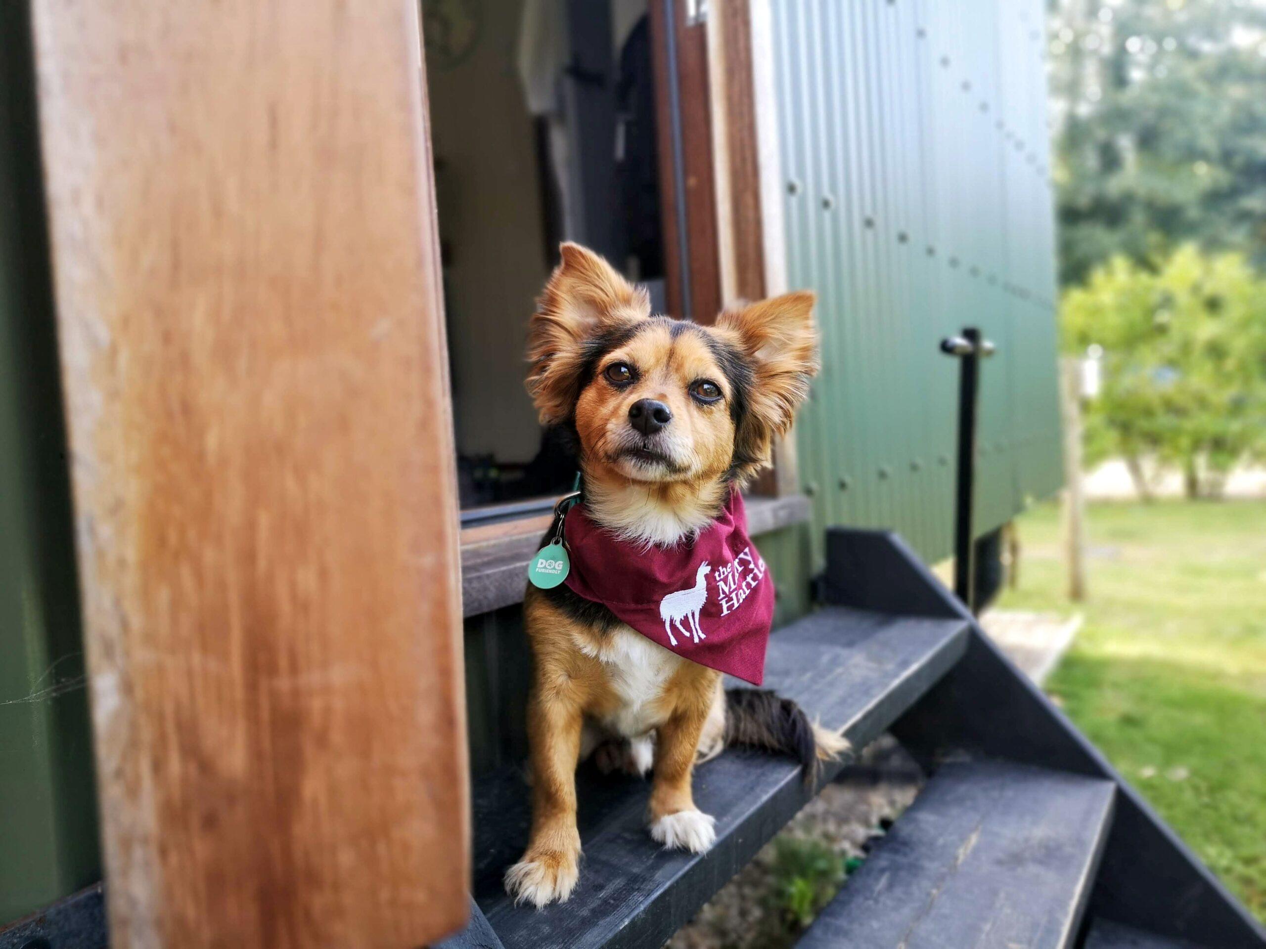 Charlie wearing a Merry Harriers bandana