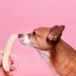 Can Dogs Eat Bananas?