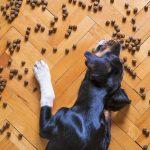 A dog enjoying some treats