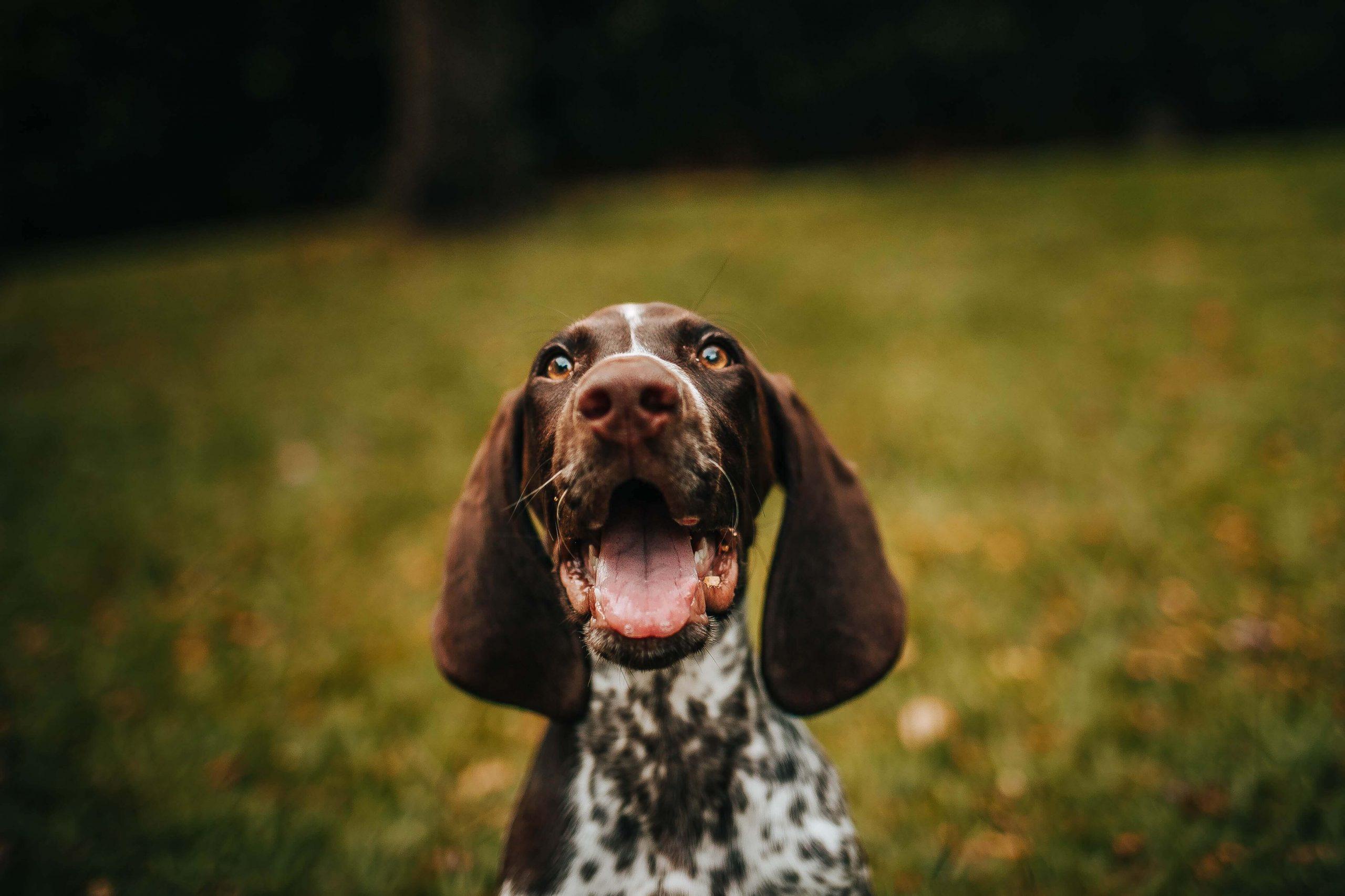 Communicating with your dog will lead to a more satisfying holiday for you both