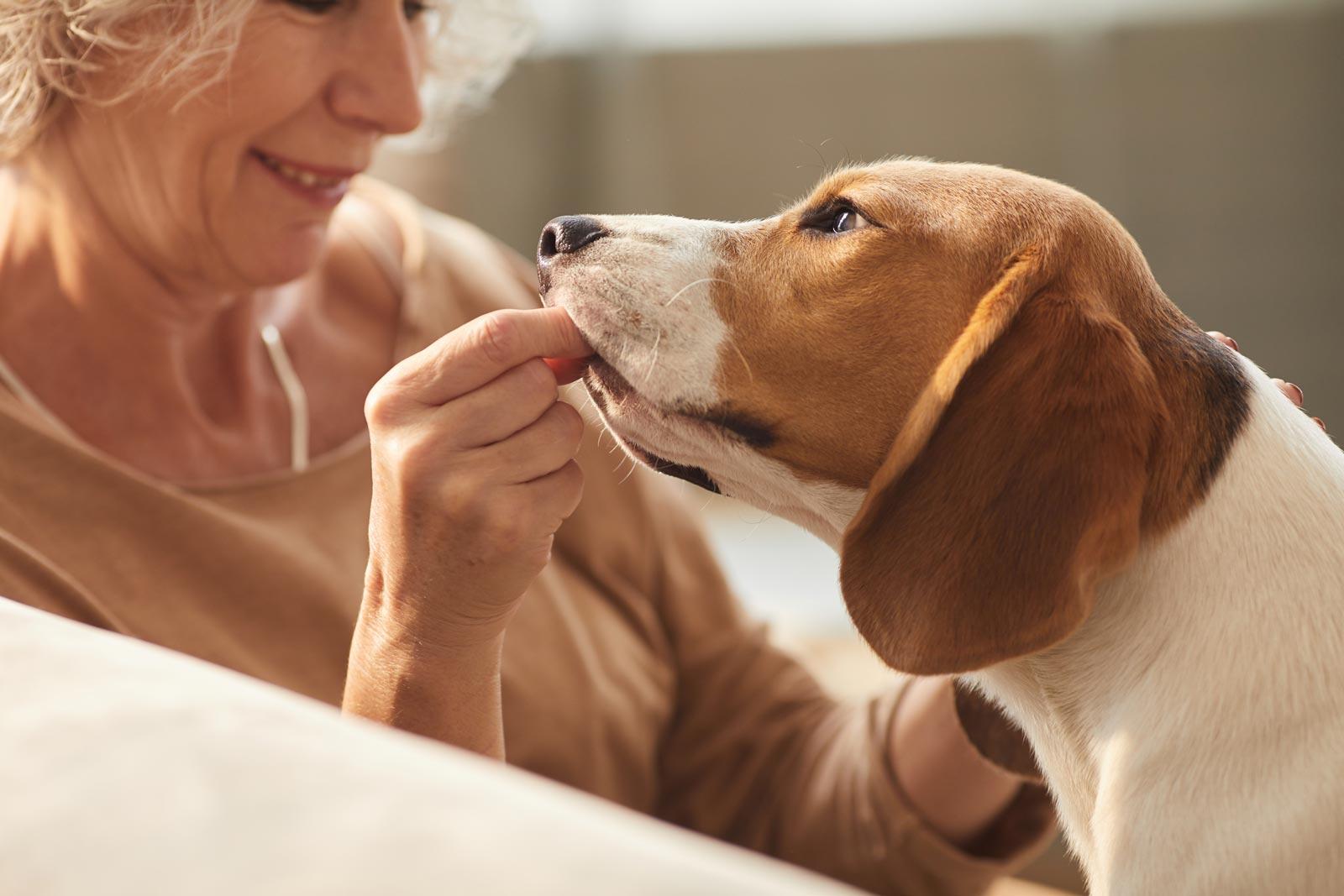 A Dog enjoying a tasty treat
