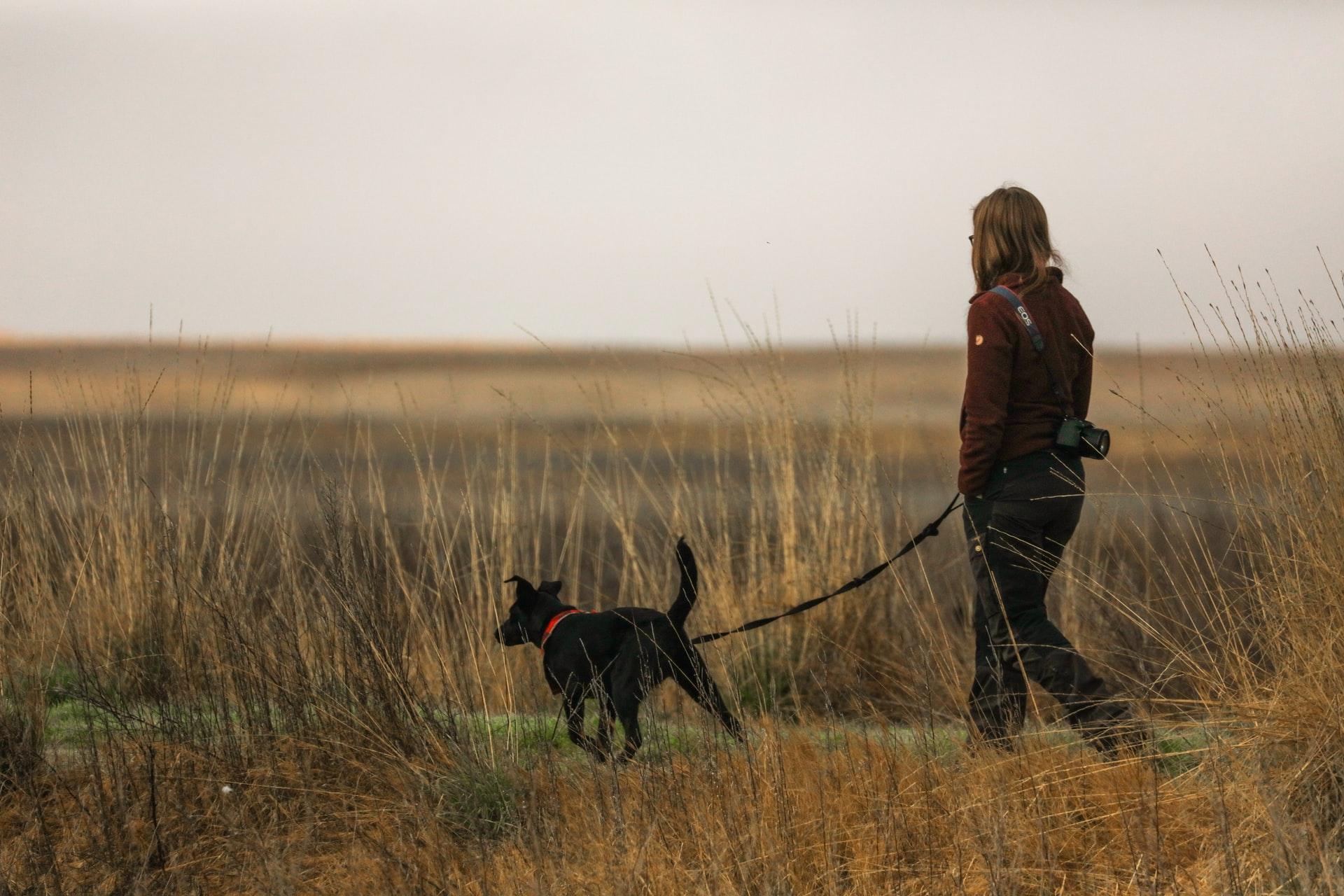 How To Dodge Dognappers And Ensure Your Pup Stays Safe
