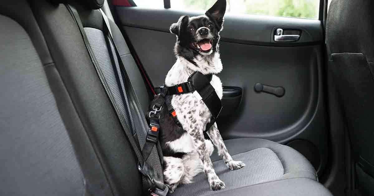 Travel sickness can ruin the start of a holiday for our furry friends.