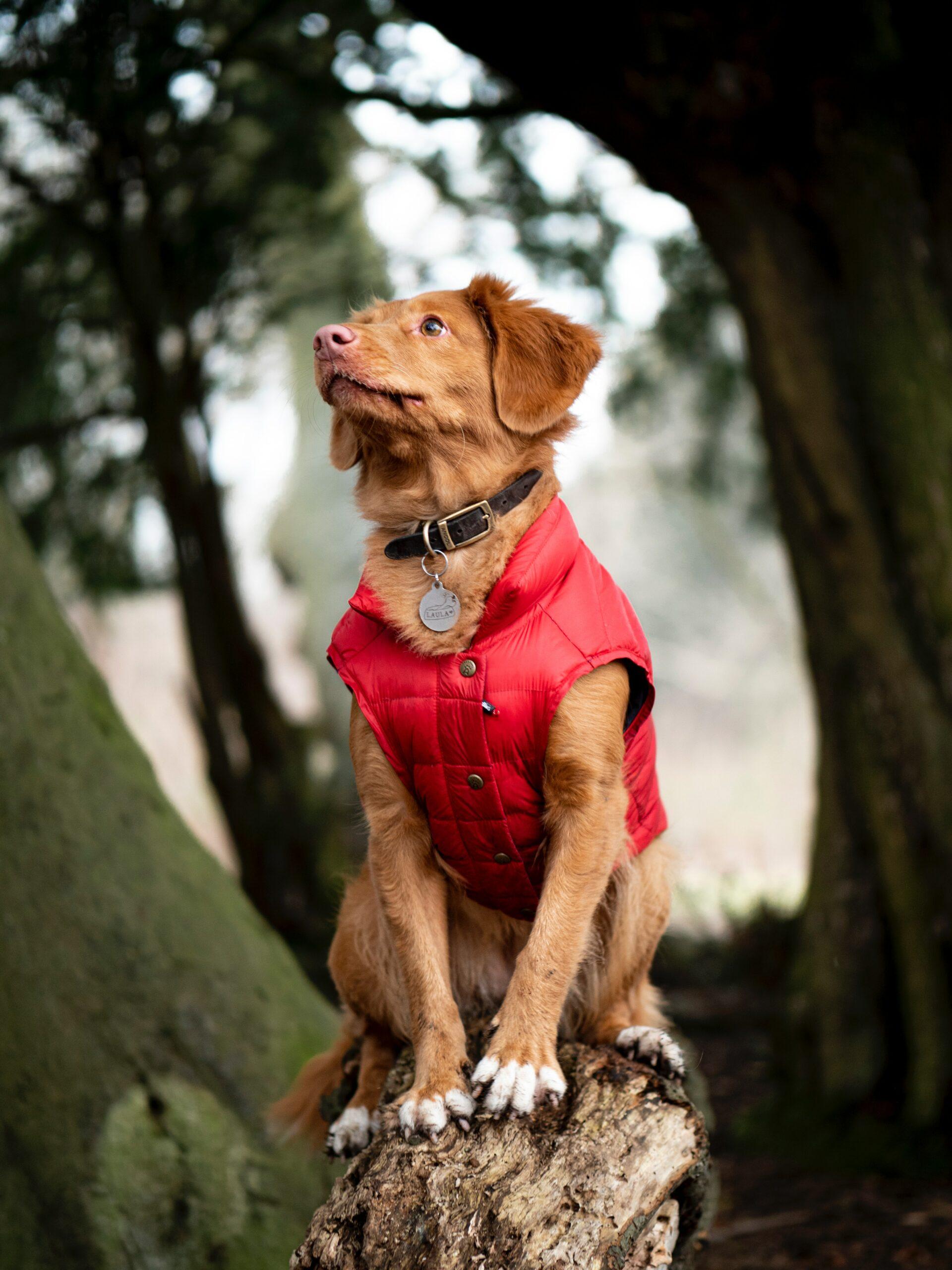 dog in a coat