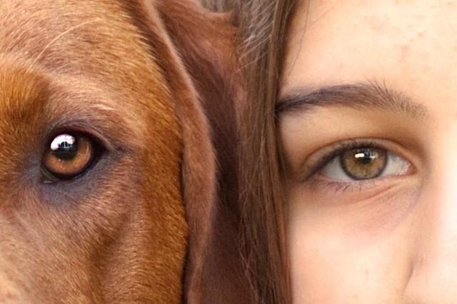 Huxley is an assistance dog trained to be on the lookout for warning signs of a seizure
