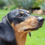 Instagram is full of sausage dogs that are absolutely adorable!