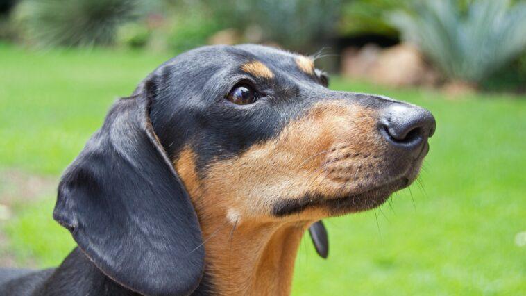 Instagram is full of sausage dogs that are absolutely adorable!