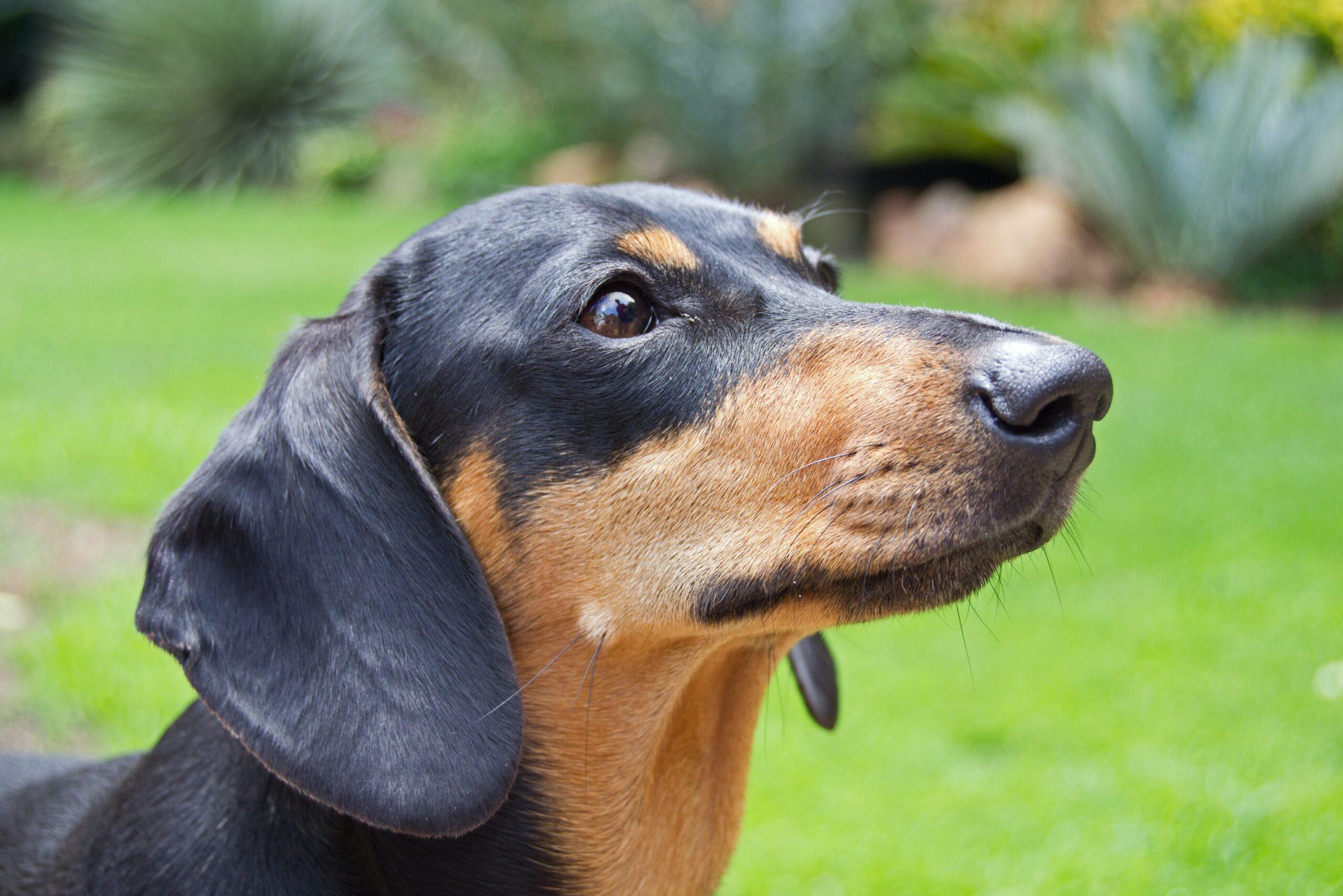 Instagram is full of sausage dogs that are absolutely adorable!