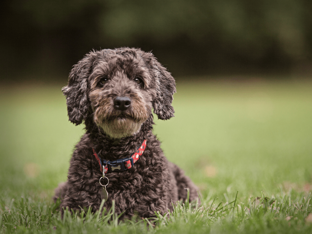 Cockapoos are one of the cutest breeds around, but don't take our word for it! Check out these adorable Insta pups!