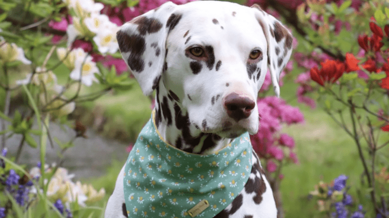 Farmypaws