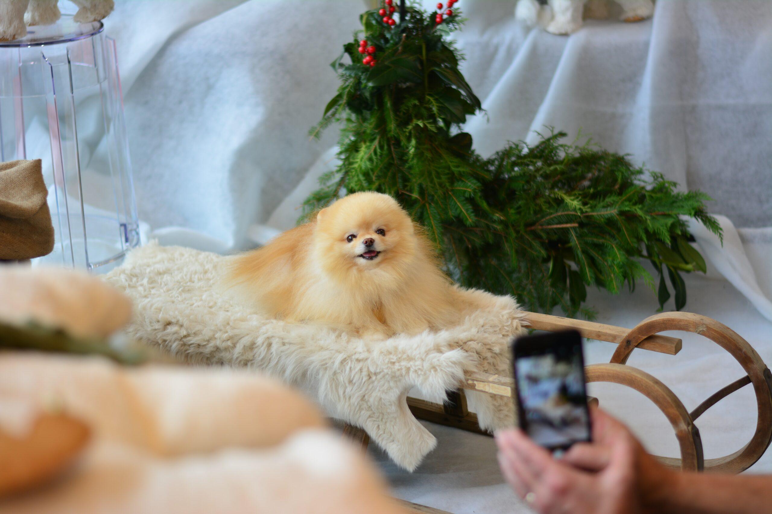 Dogfluencers on Instagram are extremely lucrative with some famous pooches making hundreds per post!