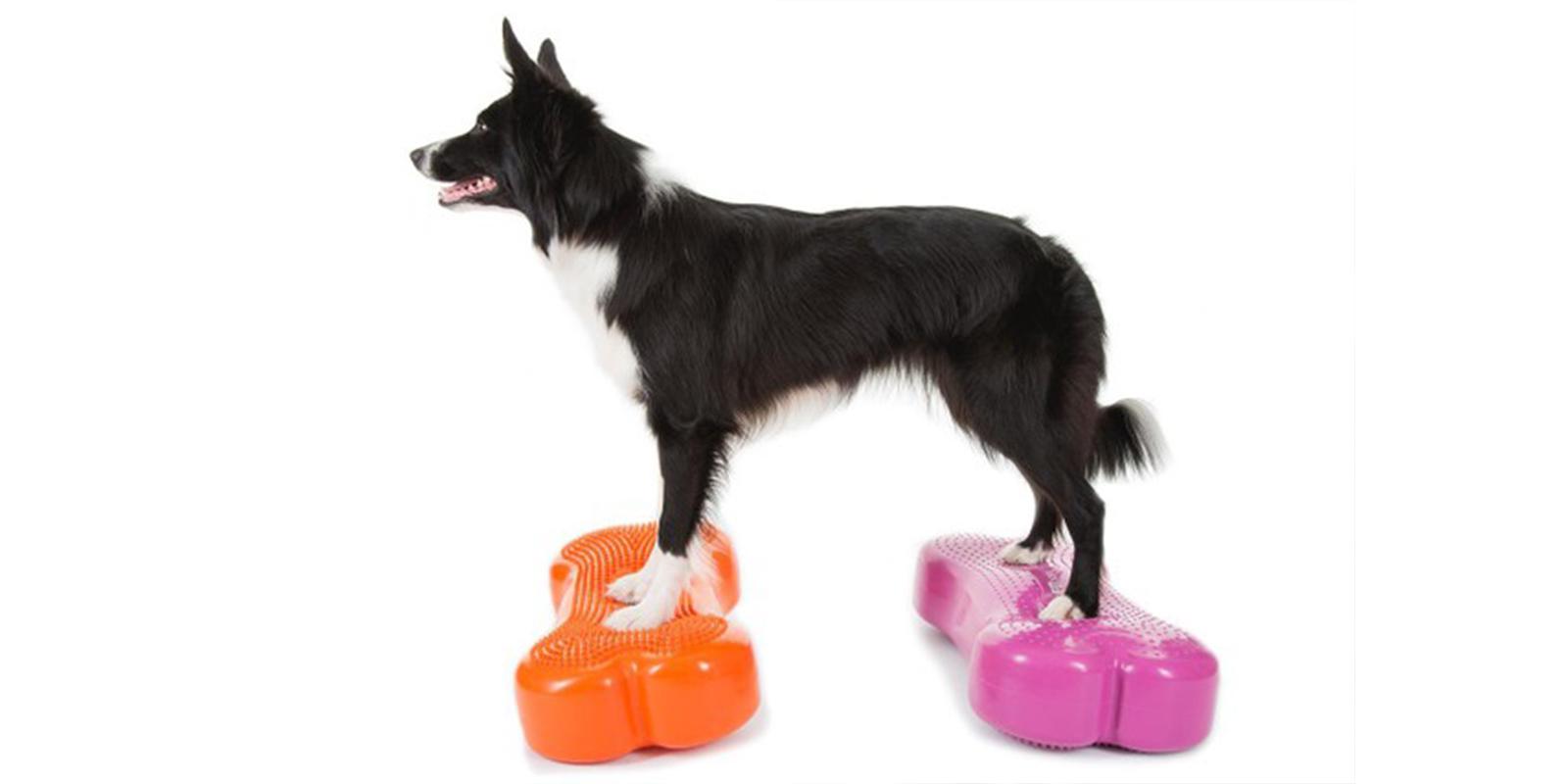Canine conditioning is a great way to keep your pooch healthy and well