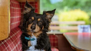 dog friendly attractions south devon