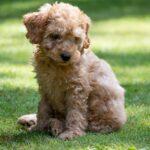 Cockapoos are an adorable hybrid breed