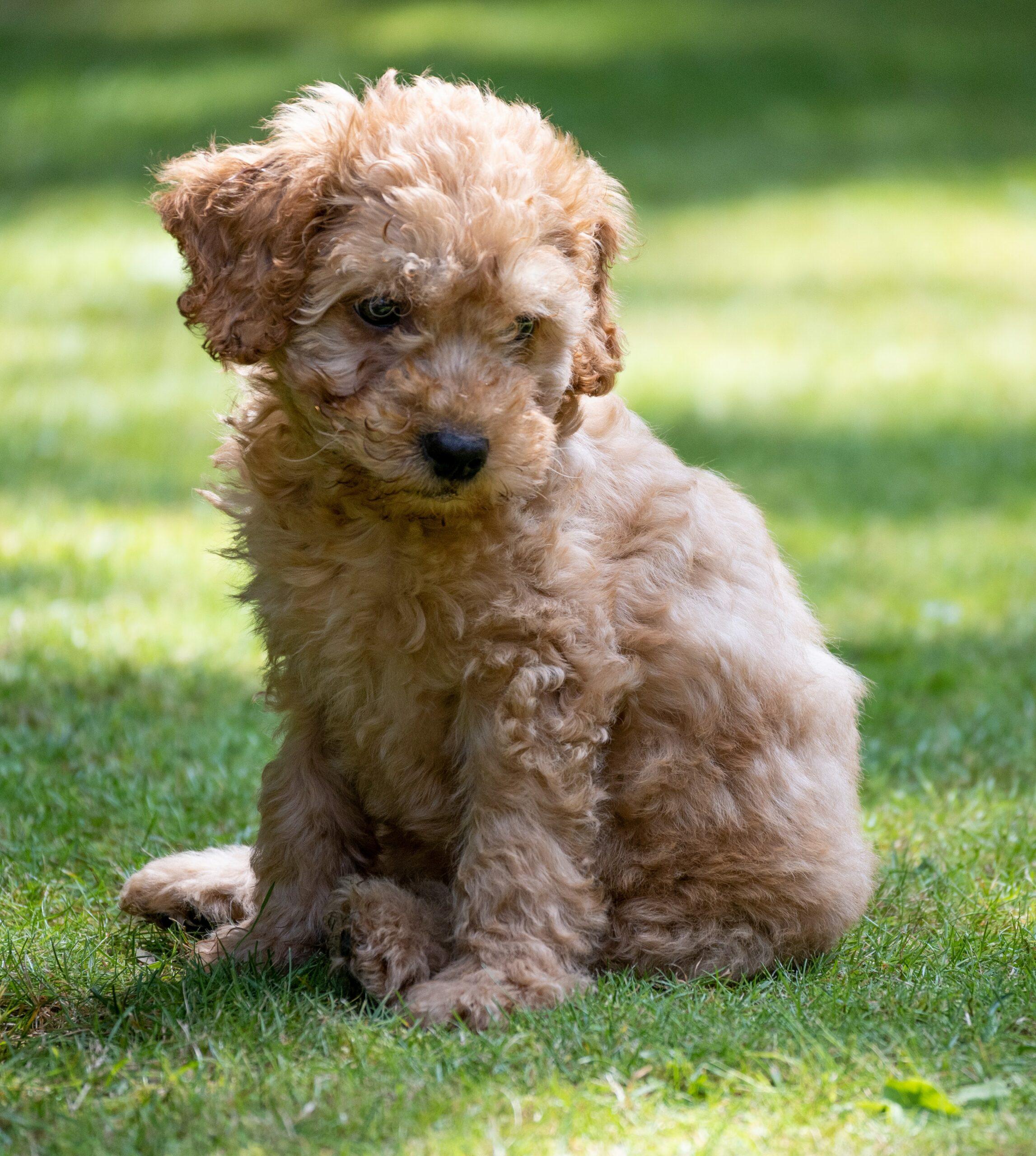 Cockapoos are an adorable hybrid breed