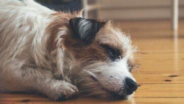 Keep your hardwood floors clean and hair free with our top tips!