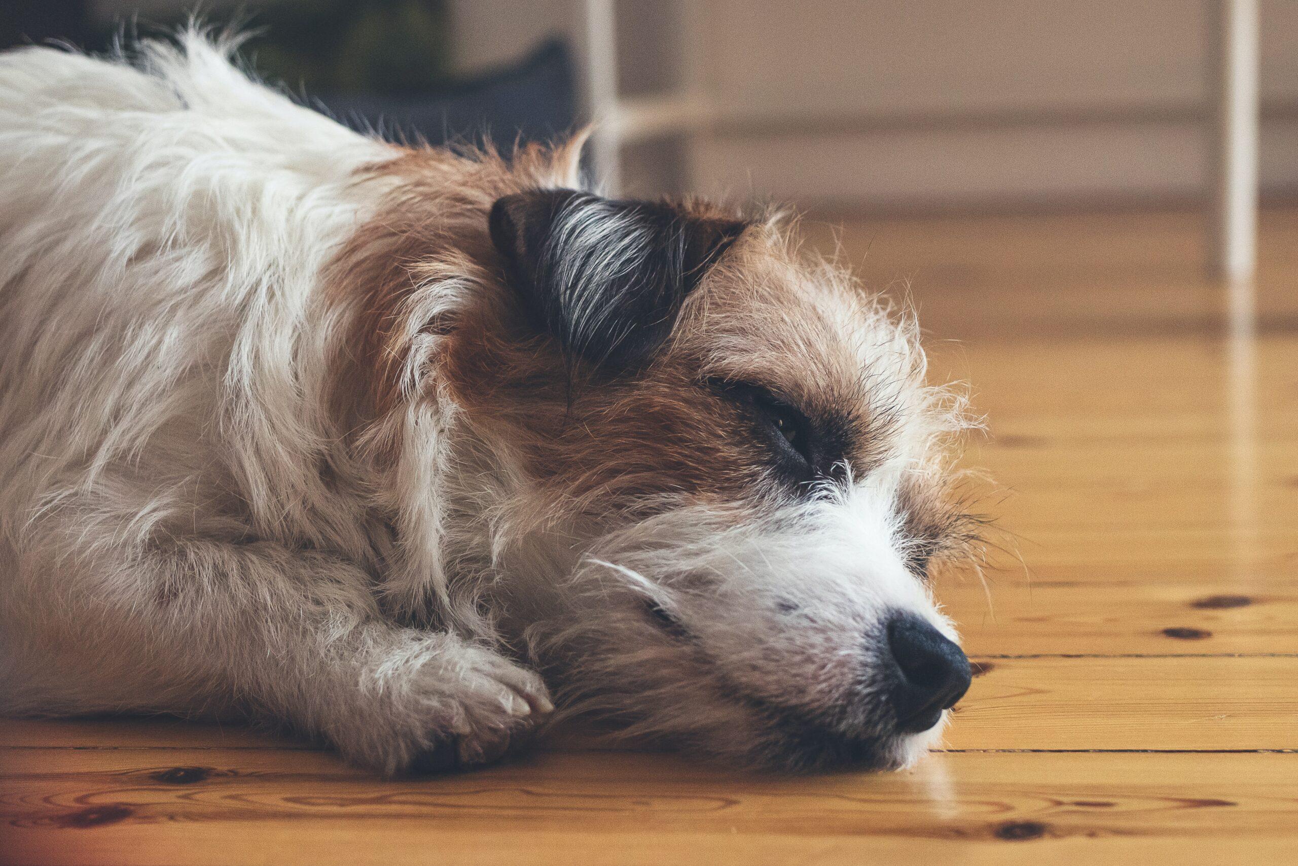 Keep your hardwood floors clean and hair free with our top tips!