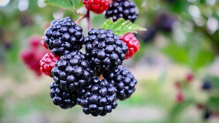 can dogs eat blackberries? Many dog owners are unaware that some berries berries are good for your dog while some can be posionous!