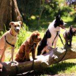 Do you know how to take a good photo of your dog? Discover the top tip for great holiday snaps here!