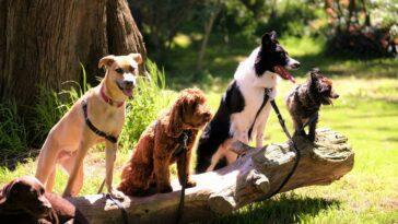 Do you know how to take a good photo of your dog? Discover the top tip for great holiday snaps here!