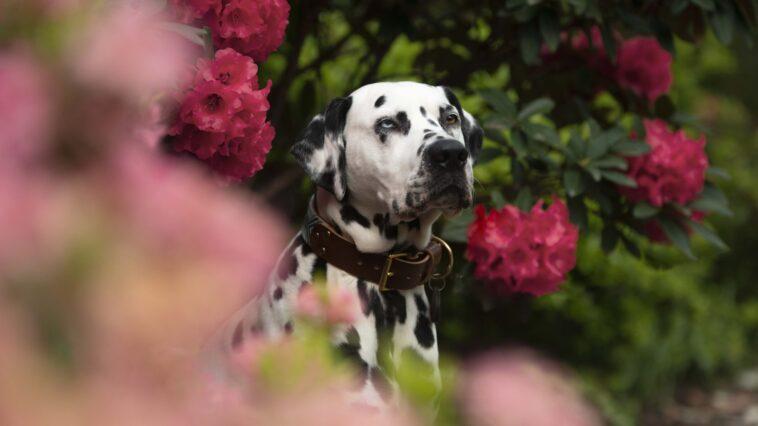 loki the dalmatian at bodnant gardens