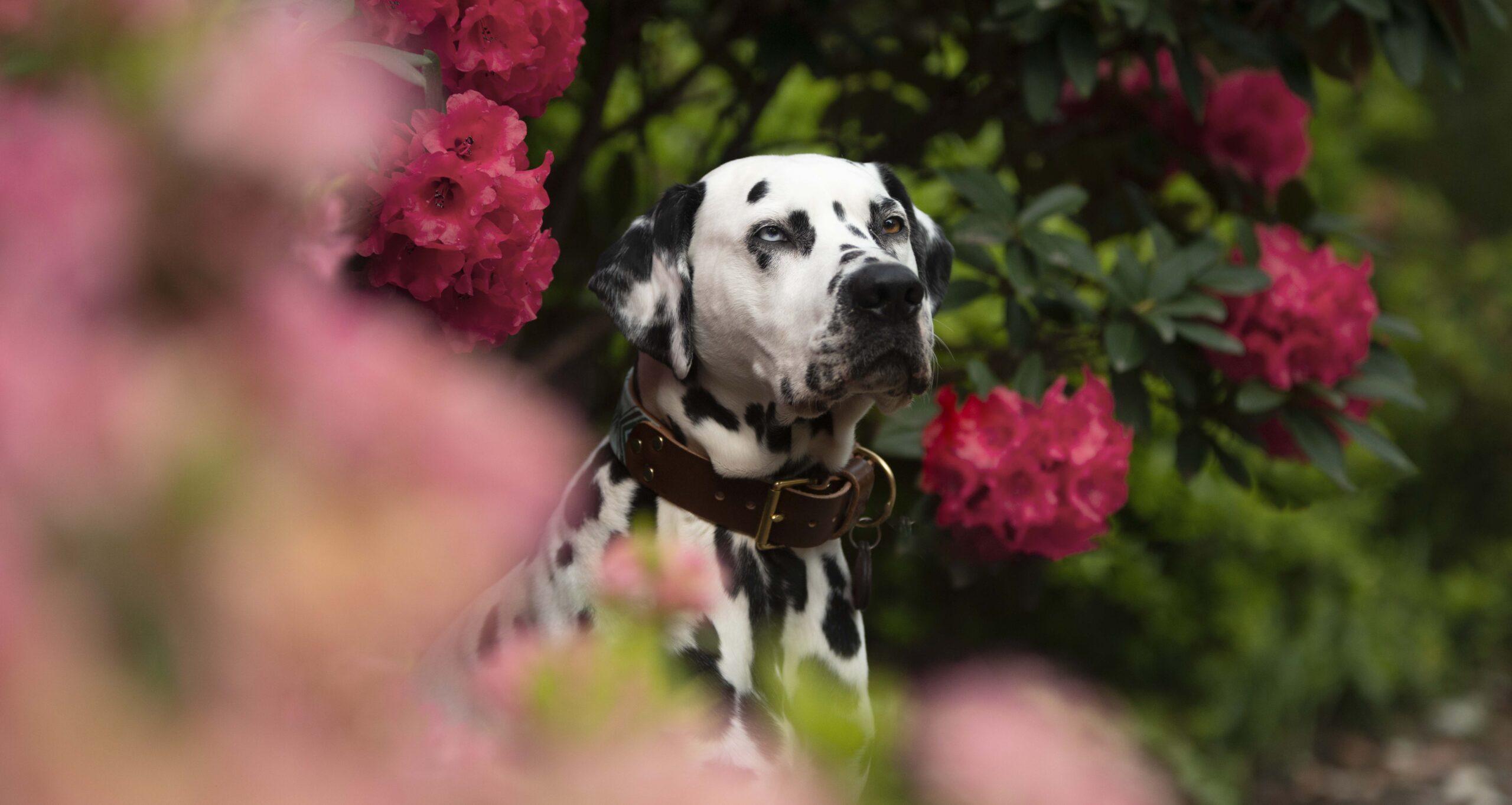 loki the dalmatian at bodnant gardens